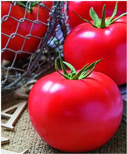 タキイ種苗 トマト種子 桃太郎ホープ【取り寄せ注文】※春のみ商品【2026年春種予約商品】