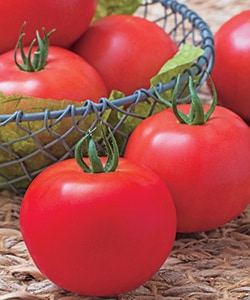 タキイ種苗 トマト種子 桃太郎ワンダー【取り寄せ注文】※春のみ商品【2026年春種予約商品】