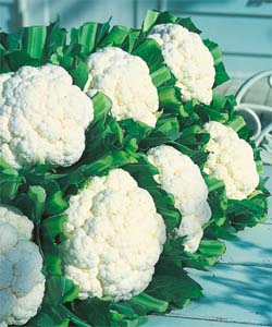 タキイ種苗 カリフラワー種子 スノークラウン【取り寄せ注文】＊種子有効期限2026年4月末