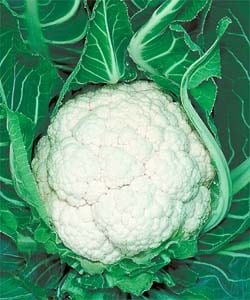 タキイ種苗 カリフラワー種子 スノーニューダイヤ[ＡＳＢ005]
