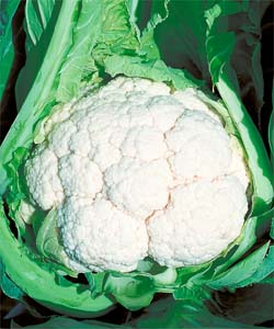 タキイ種苗 カリフラワー種子 スノードレス[ASB012]【取り寄せ注文】＊種子有効期限2026年4月末