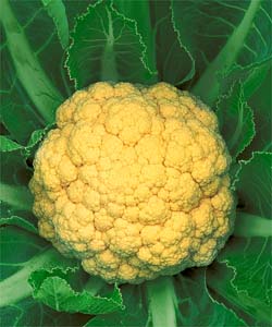 タキイ種苗 カリフラワー種子 オレンジブーケ[ＡＳＢ081]【取り寄せ注文】＊種子有効期限2026年4月末