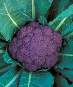 タキイ種苗 カリフラワー種子 バイオレットクイン【取り寄せ注文】＊種子有効期限2026年4月末