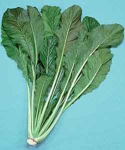 タキイ種苗 ツケナ種子 野沢菜【取り寄せ注文】