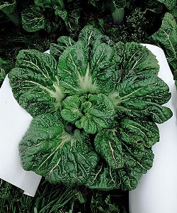 タキイ種苗 タカナ種子 三池大葉縮緬高菜[ATK104]【取り寄せ注文】【2026年春種予約商品】