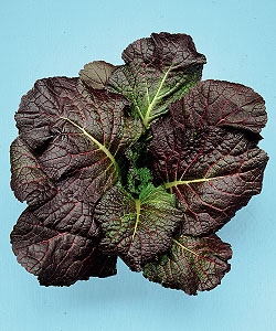 タキイ種苗 タカナ種子 赤大葉高菜[ＡＴＫ103]【取り寄せ注文】＊種子有効期限2026年4月末