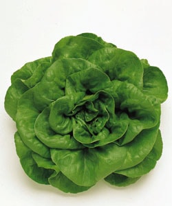 タキイ種苗 リーフレタス種子 岡山サラダ菜[ALE101]【取り寄せ注文】