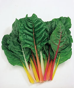 タキイ種苗 スイスチャード種子 ブライトライト[AHU110]【取り寄せ注文】＊種子有効期限2026年4月末