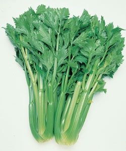 タキイ種苗　セルリー種子　トップセラー [ACE003]【取り寄せ注文】