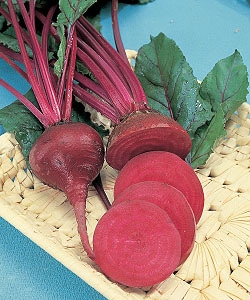 タキイ種苗 ビーツ種子 デトロイト・ダークレッド[ＡＴＹ561]【取り寄せ注文】＊種子有効期限2026年4月末