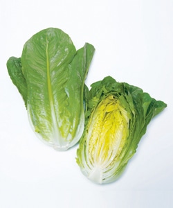 タキイ種苗 ロメインレタス種子 ロマリア[ALE549]【取り寄せ注文】