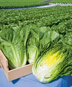 タキイ種苗 ロメインレタス種子 晩抽ロマリア［ALE560]【取り寄せ注文】