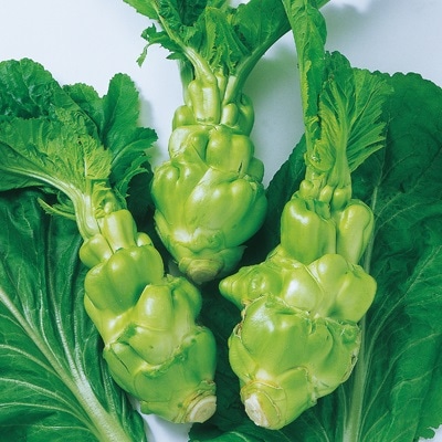 中原採種場　漬菜種子　四川搾菜 (筍タカナ)※ペレット種子のみ在庫あり