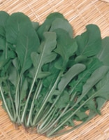 サカタのタネ ロケット種子 オデッセイ【取り寄せ注文】＊種子有効期限2026年5月末