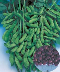 タキイ種苗　茶エダマメ種子　福成【取り寄せ注文】※春のみ商品