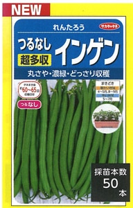 サカタのタネ　つるなしインゲン種子　れんたろう【取り寄せ注文】※種子有効期限2024年9月末