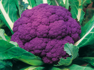 武蔵野種苗園 カリフラワー種子 パープルフラワー【取り寄せ注文】【2026年春種予約商品】