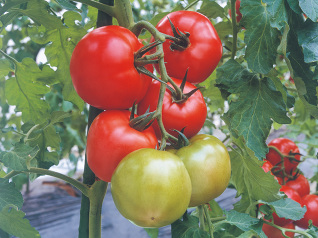 武蔵野種苗園　トマト種子　アニモTY-12【取り寄せ注文】