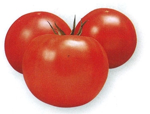 タカヤマシード　トマト種子　福寿百号【取り寄せ注文】【2026年春種予約商品】