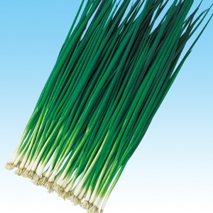 中原採種場　ネギ種子　さんぺい葱 【取り寄せ注文】