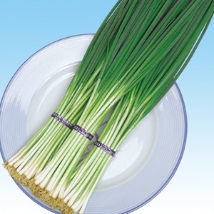 中原採種場 ネギ種子 鴨頭ねぎ【取り寄せ注文】＊種子有効期限2026年6月末