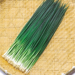 中原採種場 ネギ種子 冬彦ねぎ【取り寄せ注文】