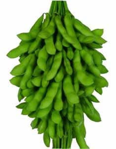 雪印種苗 エダマメ種子 神風香【取り寄せ注文】【2026年春種予約商品】