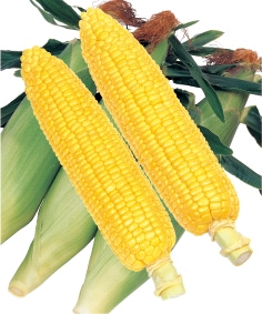 雪印種苗 スイートコーン種子 ミエルコーン89【取り寄せ注文】