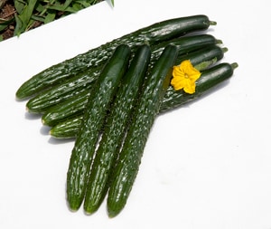 カネコ種苗　キュウリ種子　四川【取り寄せ注文】【2026年春種予約商品】