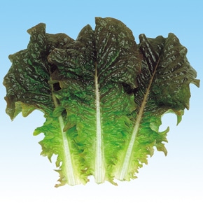 中原採種場 チシャ菜種子 カルビーレッド【取り寄せ注文】＊種子有効期限2026年5月末