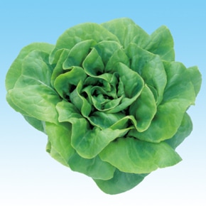 中原採種場　ハイドロレタス(水耕向け)　グリーンバターレタス　L-108 