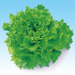 中原採種場 ハイドロレタス種子 (水耕向け) グリーンバタビア L-113