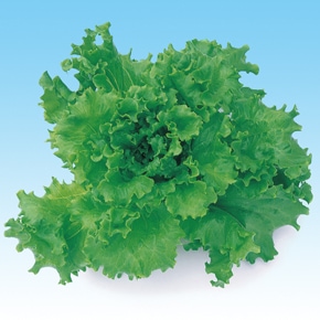 中原採種場　ハイドロレタス種子 (水耕向け)　グリーンバタビア L-120 