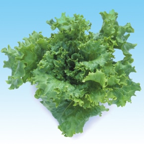 中原採種場　ハイドロレタス(水耕向け)　グリーンリーフレタス　L-111