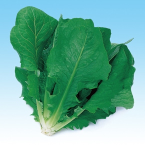 中原採種場　ハイドロレタス(水耕向け)　コスレタス　L-119