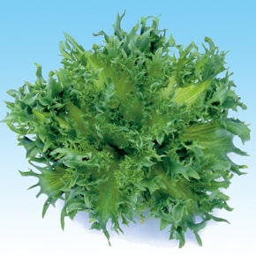 中原採種場ハイドロレタス(水耕向け)　フリルレタス　L-121
