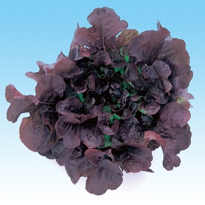 中原採種場　ハイドロレタス(水耕向け)　レッドオークレタス　L-117