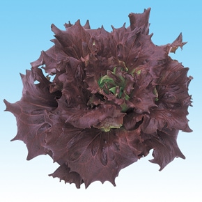 中原採種場　ハイドロレタス種子 (水耕向け)　レッドバタビア L-115【取り寄せ注文】