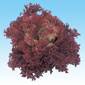 中原採種場　ハイドロレタス(水耕向け)　レッドリーフレタス　L-112【取り寄せ注文】