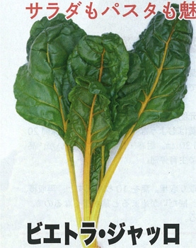 トキタ種苗 グストイタリア ビエトラ・ジャッロ　(スイスチャード/フダンソウ種子)【取り寄せ注文】