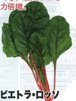 トキタ種苗 グストイタリア ビエトラ・ロッソ　(スイスチャード/フダンソウ種子)【取り寄せ注文】