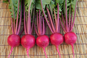 小林種苗 カブ種子 赤茎あかくら2号 ＊種子有効期限2026年5月末