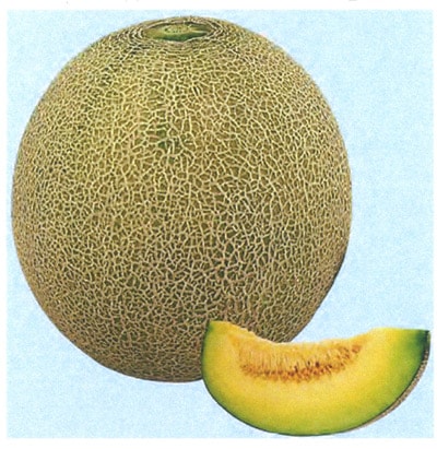 メロン 茨城県産 JA茨城旭村 アールスメロン2玉(552405)｜用途から
