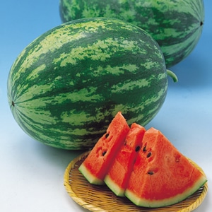 中原採種場 中玉スイカ種子 虎太郎【取り寄せ注文】