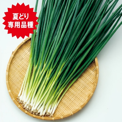 中原採種場 ネギ種子 ブラックキング葱【取り寄せ注文】