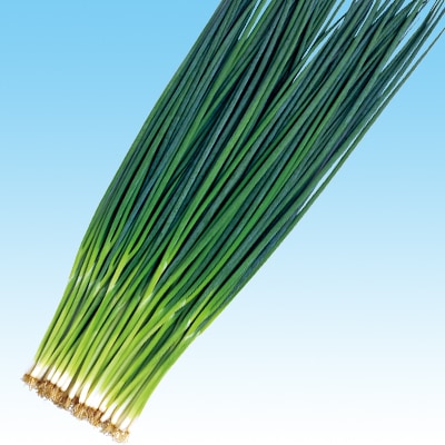 中原採種場 ネギ種子 ふくいち葱【取り寄せ注文】＊種子有効期限2026年8月末