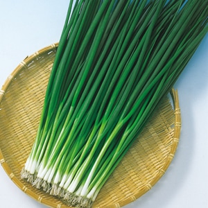 中原採種場　ネギ種子　ひこいち葱