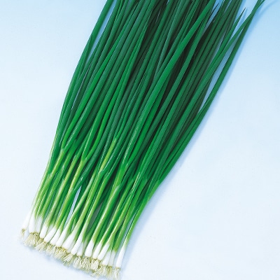 中原採種場　ネギ種子　くろかみ葱【取り寄せ商品】