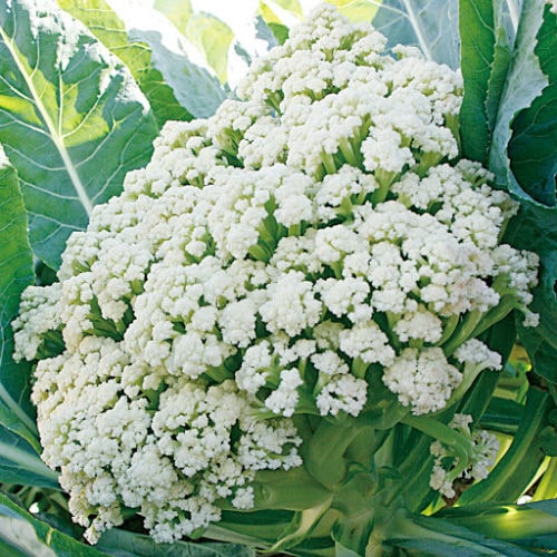 トキタ種苗 カリフラワー種子 グストイタリア カリフローレ60【取り寄せ注文】＊種子有効期限2026年11月末 