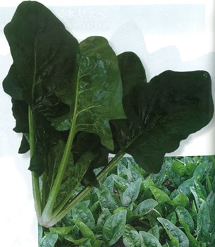 トキタ種苗 ホウレンソウ種子 プリウスベータ【取り寄せ注文